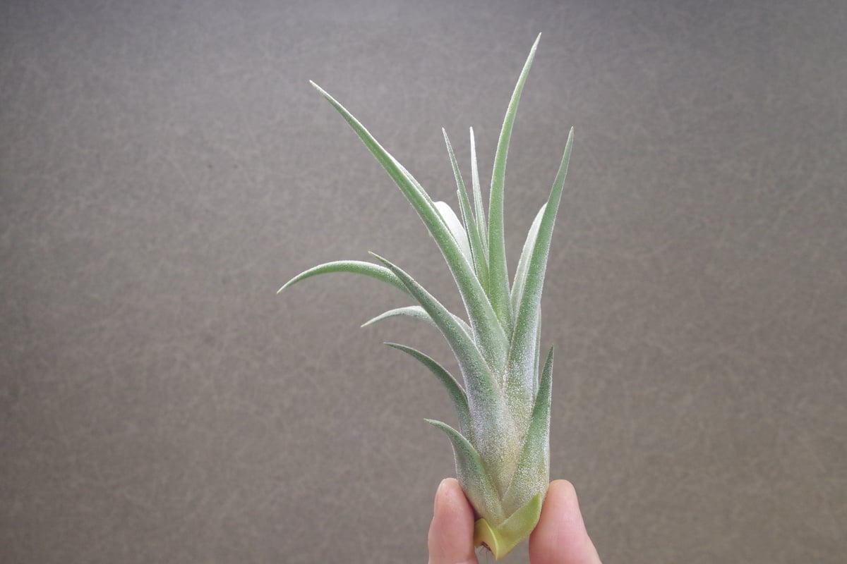 キューティーパイ （エーレルシアナxプエブレンシス）Sサイズ02号