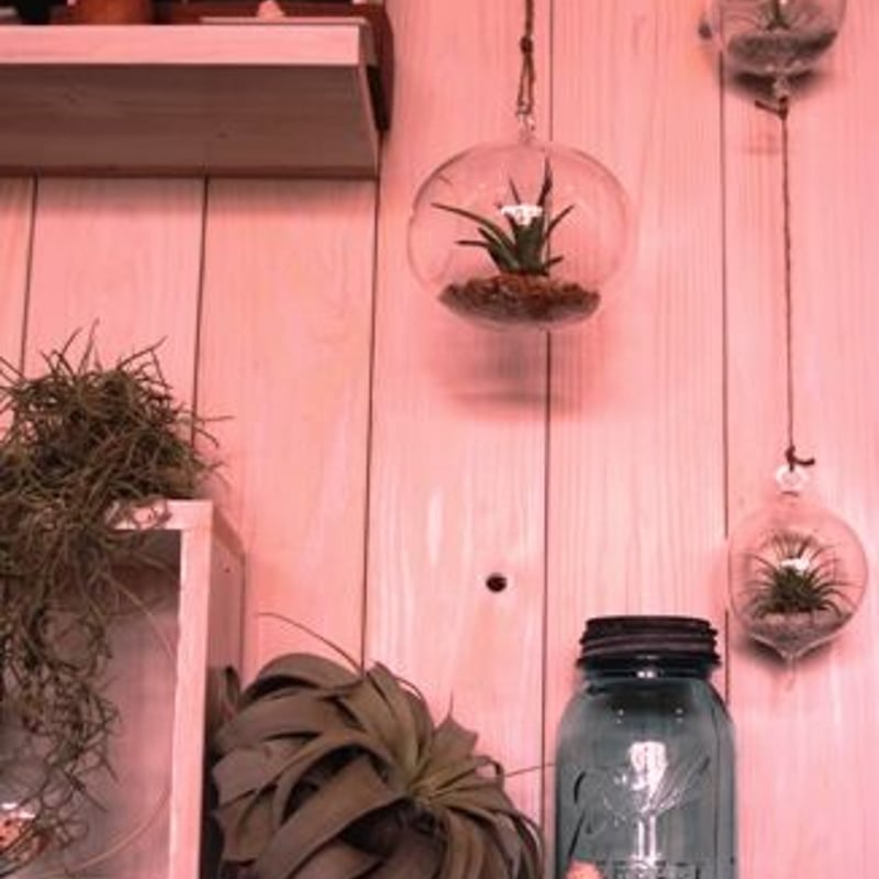 カリンのバンギラス カリンのバンギラス