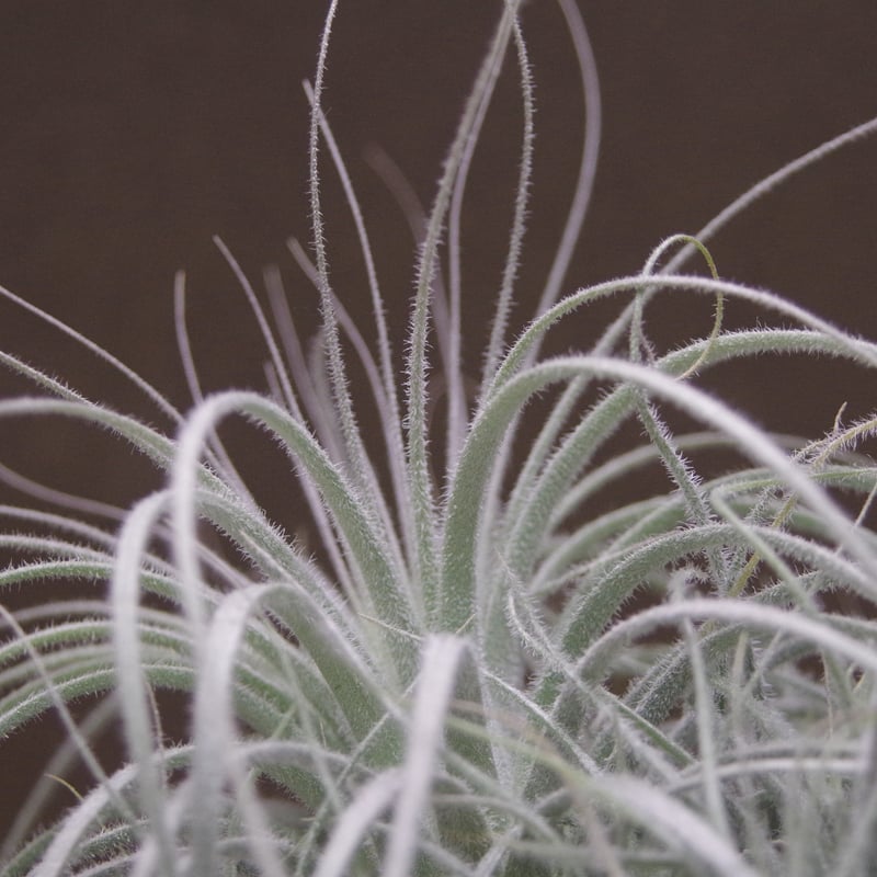 テクトラム クランプ01号 | air-plants TENGU-DO