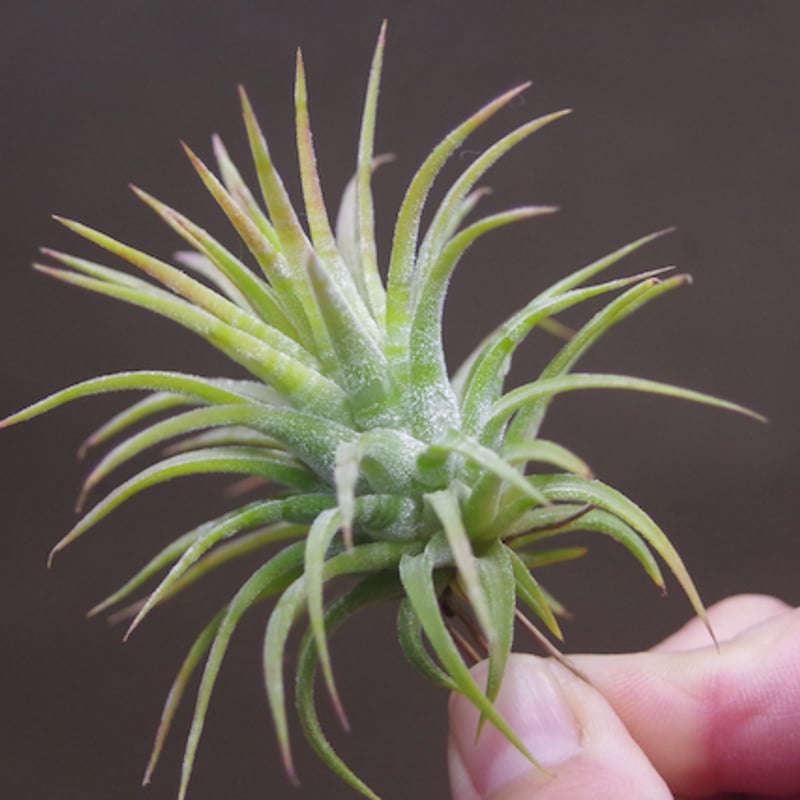 イオナンタ メキシカンゼブリナ 01号 | air-plants TENGU-DO