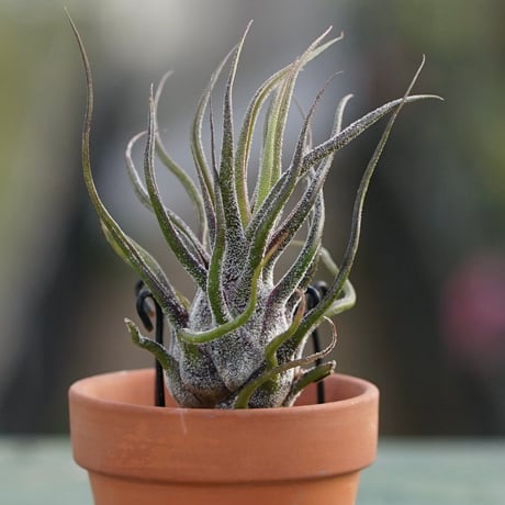 CATEGORY 品種名：M/N/O/P | air-plants TENGU-DO