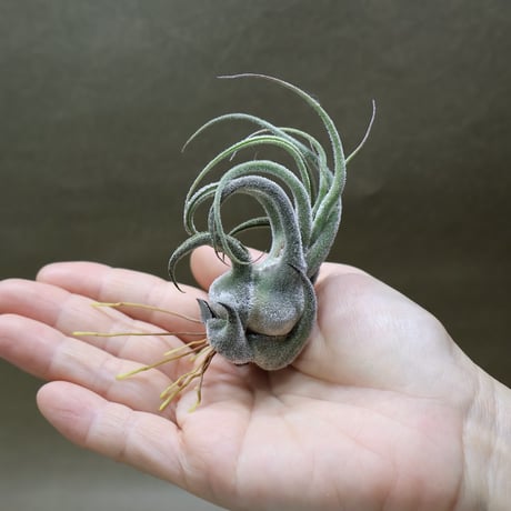 CATEGORY エアープランツ（ティランジア） | air-plants TENGU-DO