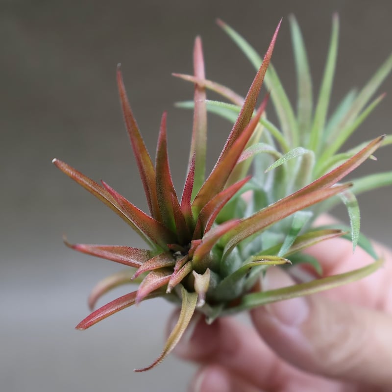 イオナンタ ヴァリエガータ 10号 | air-plants TENGU-DO