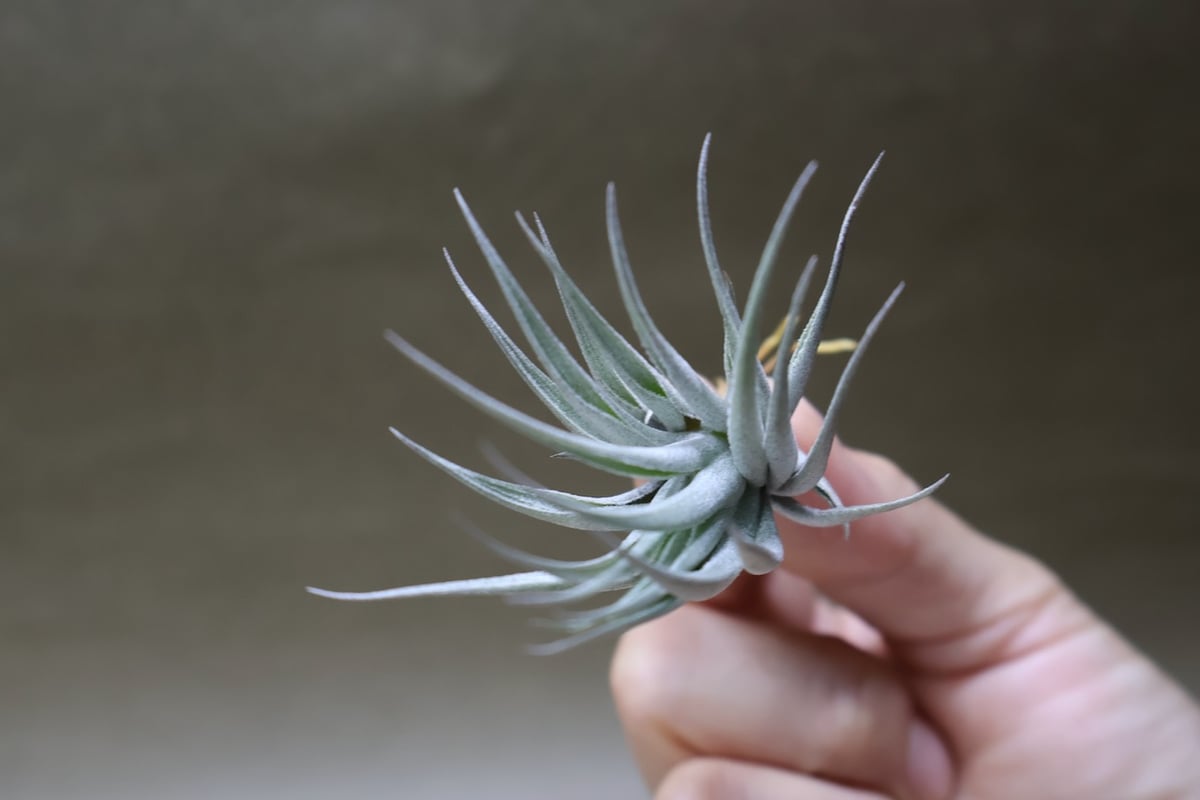 カルミネア 21号 | air-plants TENGU-DO