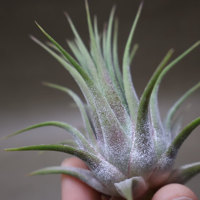 イオナンタ ストリクタ 08号 | air-plants TENGU-DO