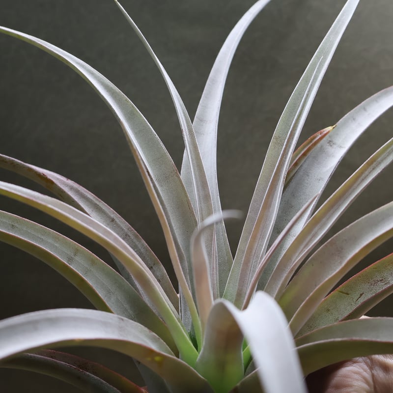 シルバートーチ （キセログラフィカ ×チアペンシス）05号 | air-plants