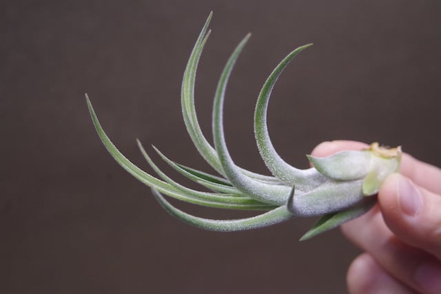 キューティーパイ （エーレルシアナxプエブレンシス）Sサイズ01号