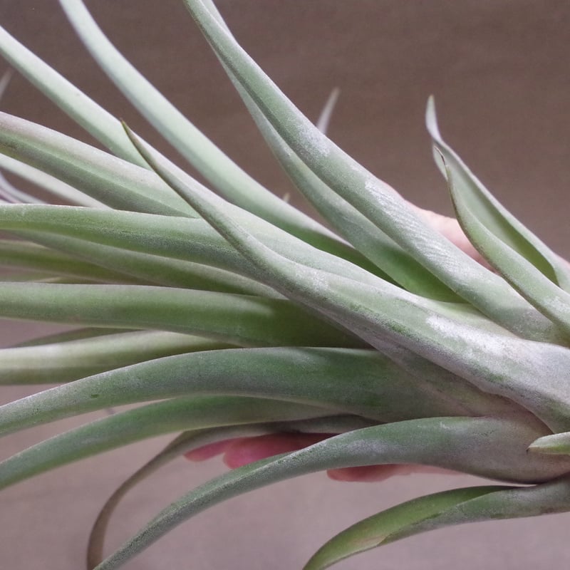 カピタータ×ストレプトフィラ Lサイズ 12号 | air-plants TENGU-DO