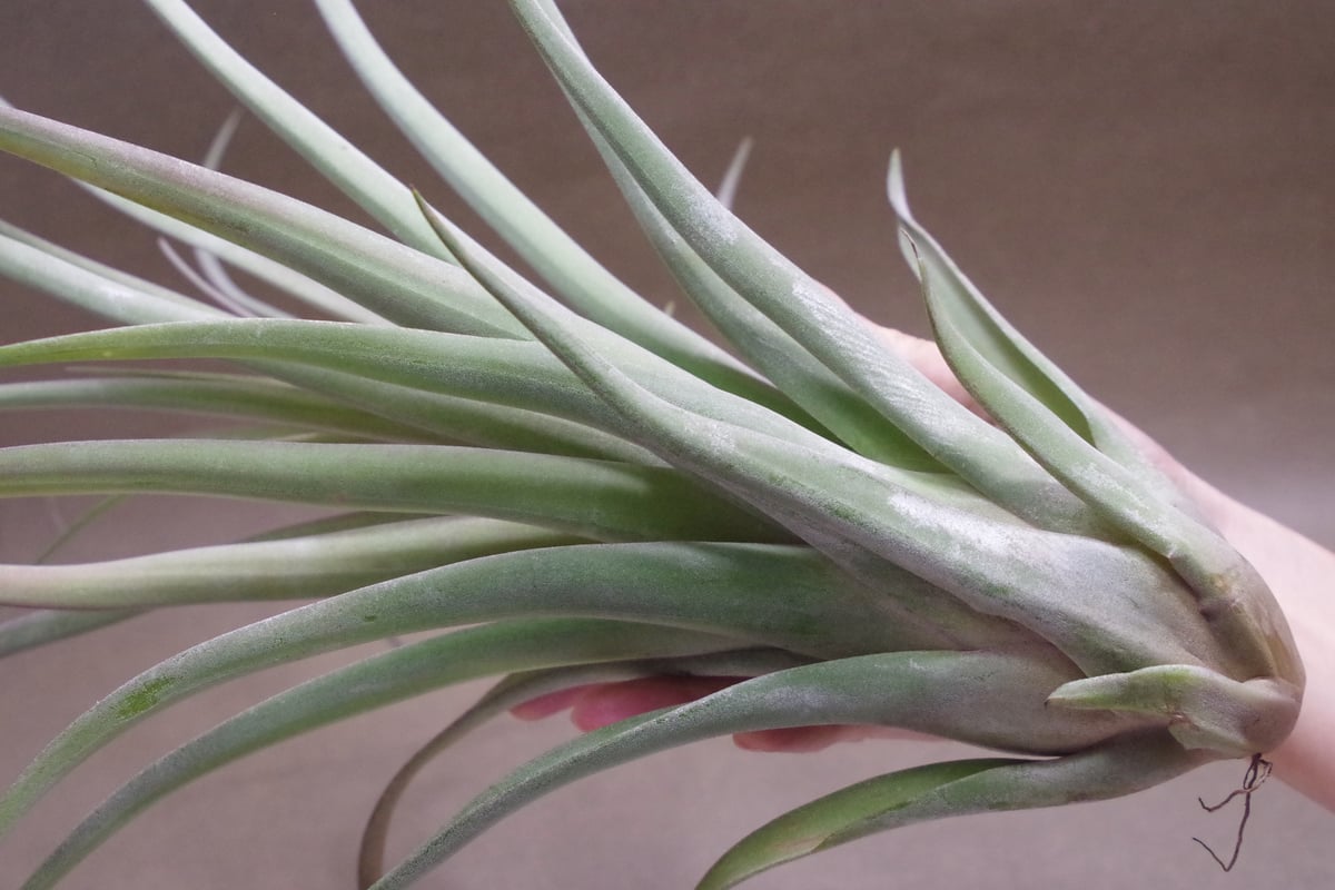 カピタータ×ストレプトフィラ Lサイズ 12号 | air-plants TENGU-DO