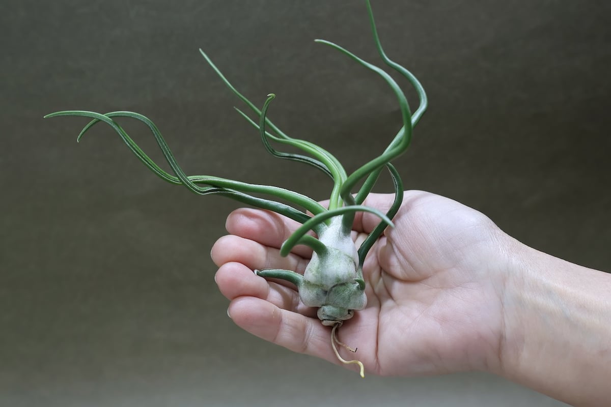 ブルボーサ ジャイアント70号 | air-plants TENGU-DO