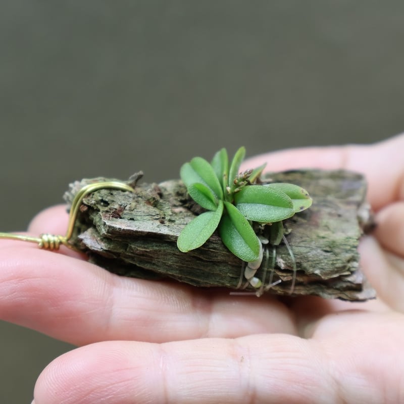 caroline64さま 新品タグ付き✨エンフォルド　現行　エラスティック ジョ Aeta アエタ エラスティックレザートートバックS “ELASTIC TOTE S