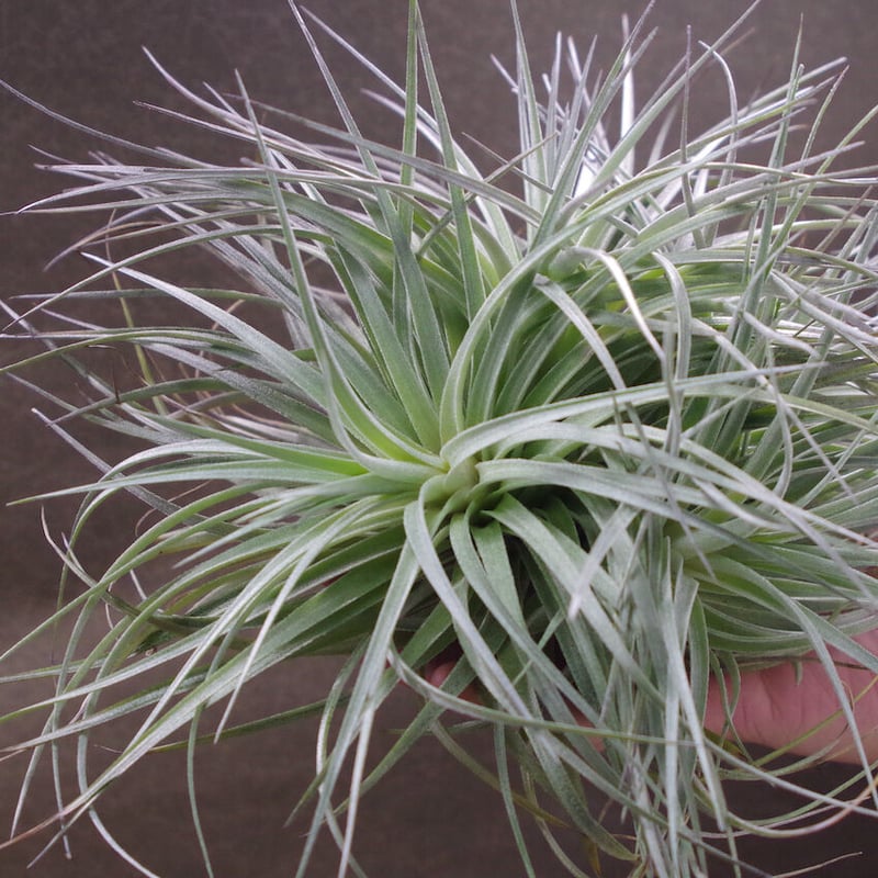 ギリエシークランプ　Tillandsia Clamp Kee 161-C or 45-7 (HX) - AMERICAN ART CLAY CO INC