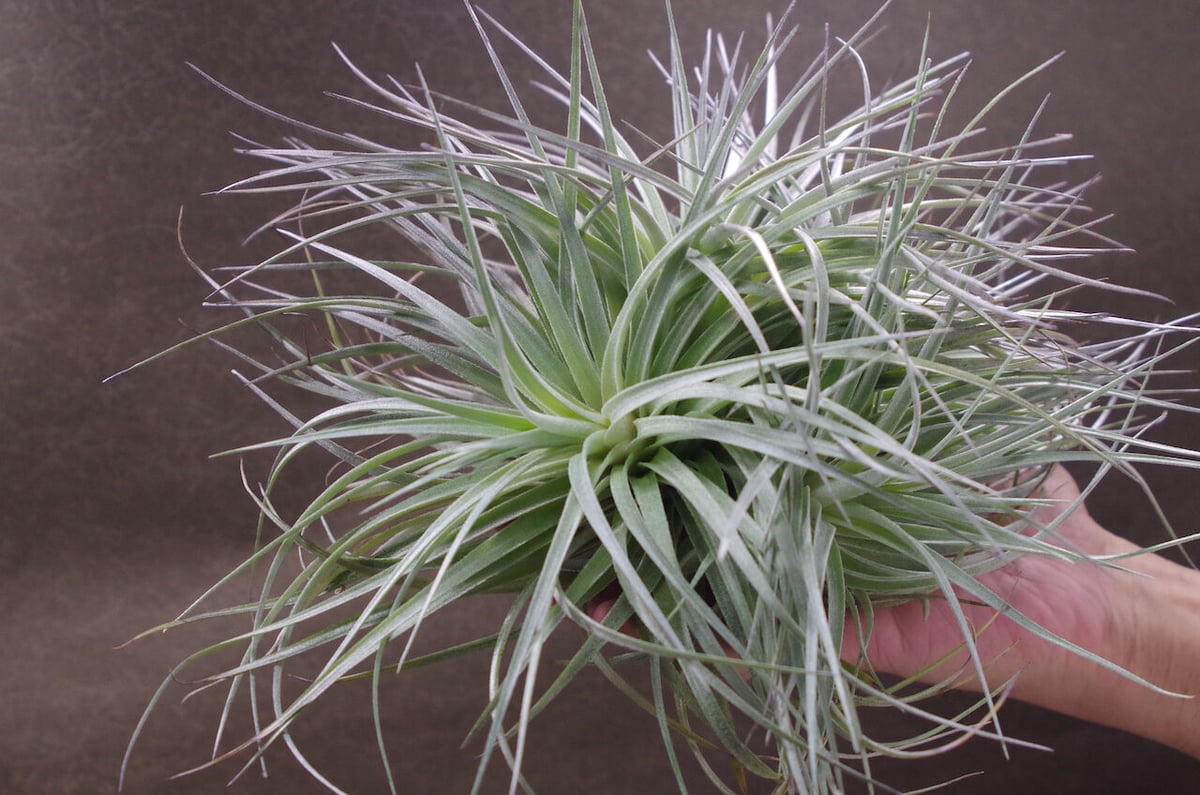 ストリクタ ステアリング クランプ 01号 | air-plants TENGU-DO