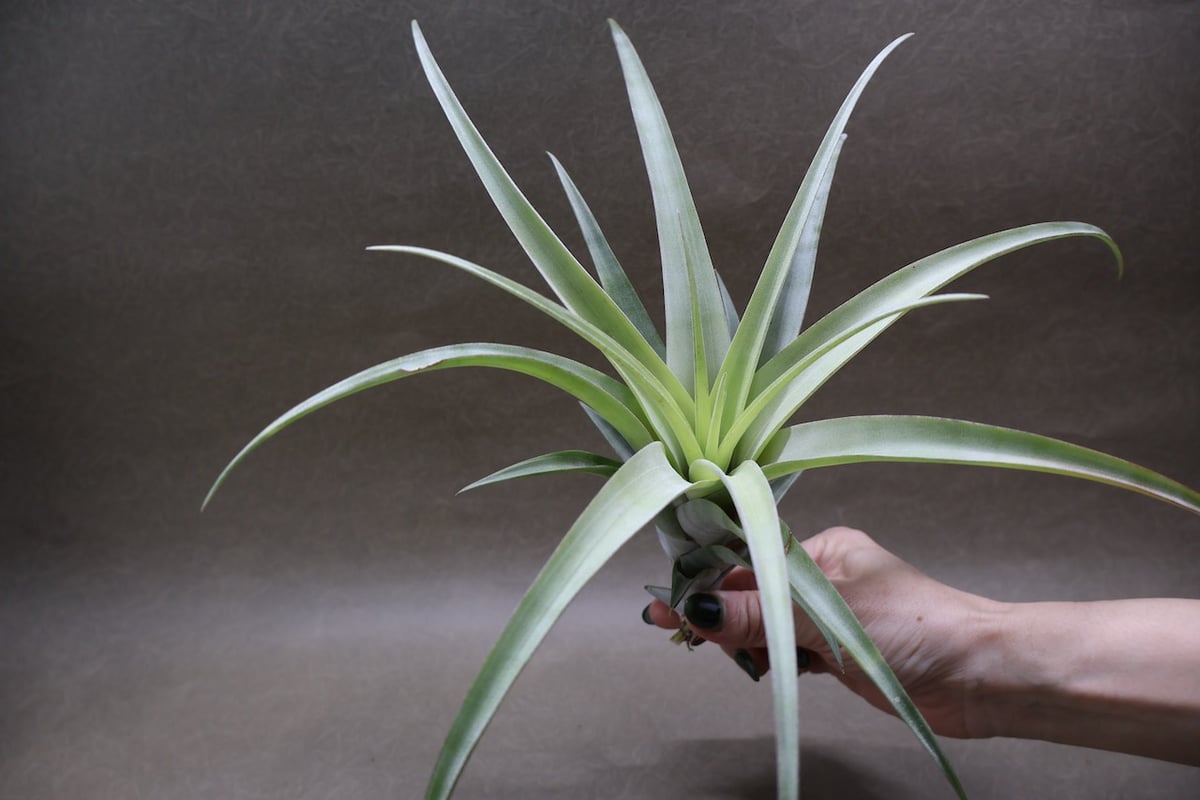 フレクスオーサ ヴィヴィパラ 24号 | air-plants TENGU-DO