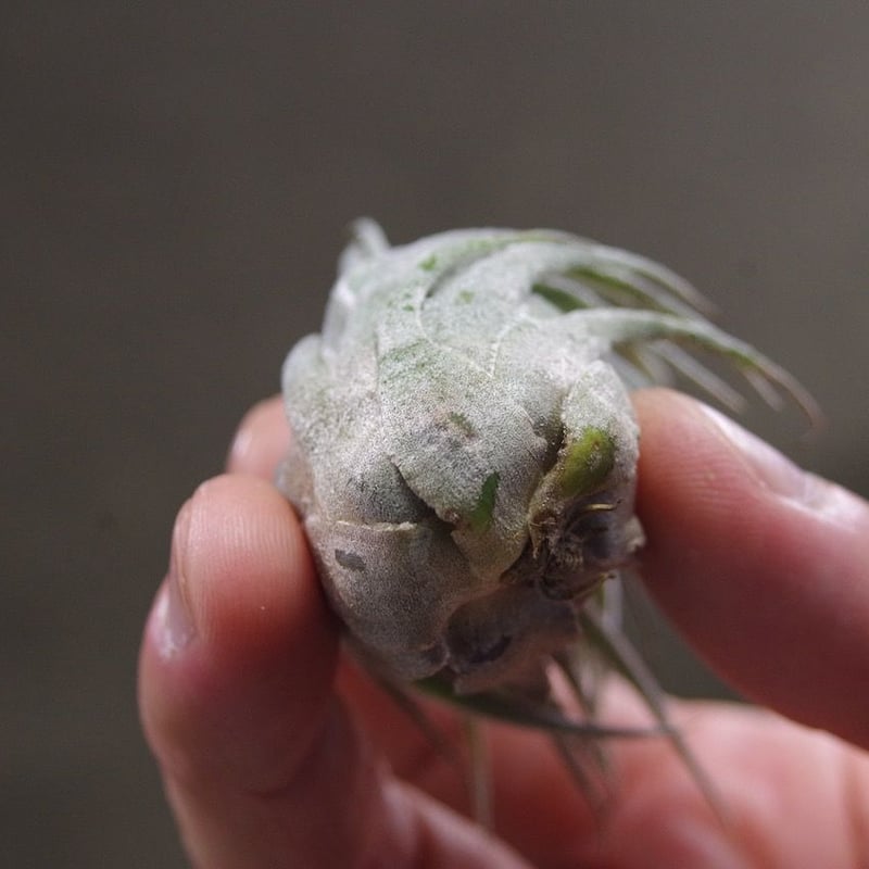 スプレンゲリアナ Lサイズ 02号 | air-plants TENGU-DO