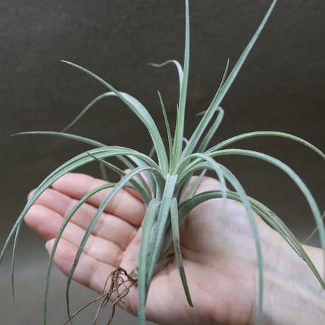 CATEGORY 品種名：U/V/W/X/Y/Z | air-plants TENGU-DO