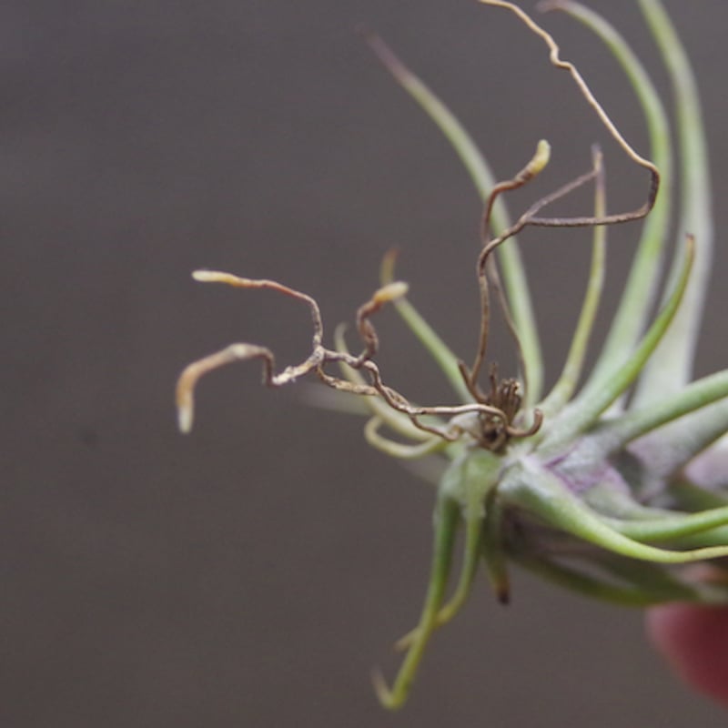 ティムズツイスター × レックス 02号 | air-plants TENGU-DO