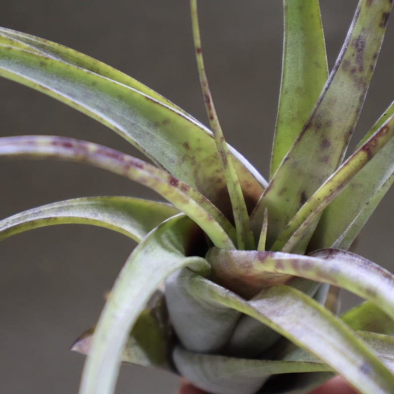 チランジア　フレクスオーサ　2種類セット　速達 チランジア フレクスオーサ 2種類セット 速達 チランジア