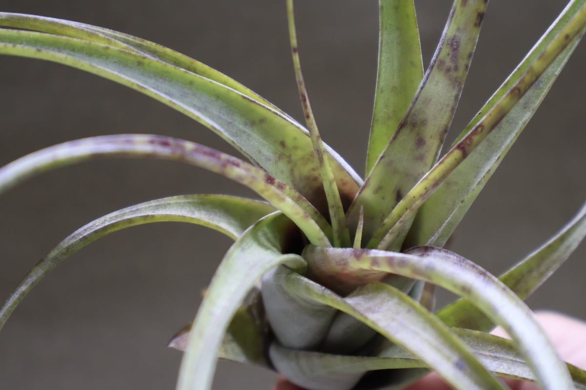 フレクスオーサ 12号 | air-plants TENGU-DO