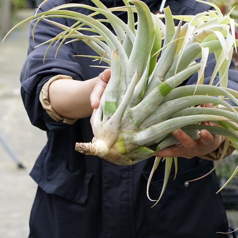 スタッフ特選】カピタータ シルバーローズ 2XLサイズ A号 | air-plants