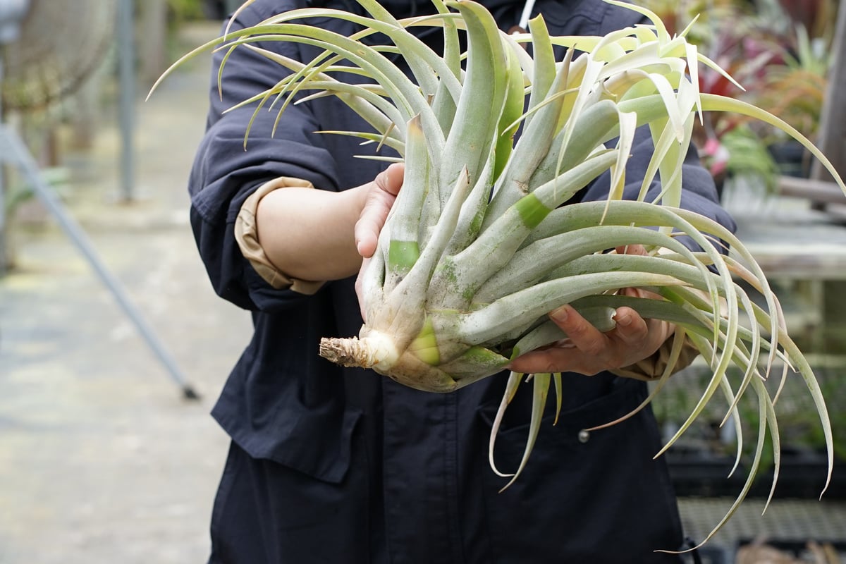 スタッフ特選】カピタータ シルバーローズ 2XLサイズ A号 | air-plants