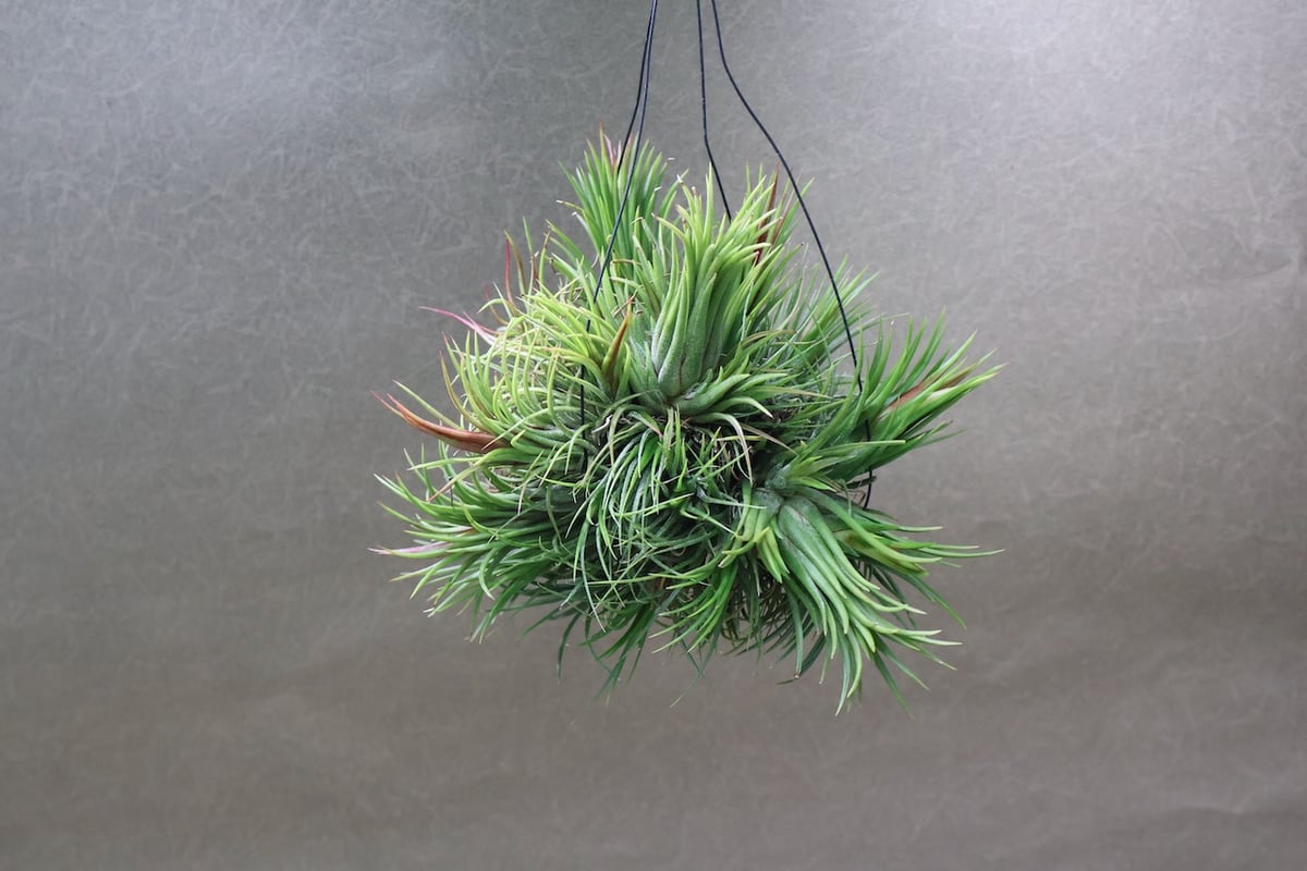 イオナンタ フエゴ クランプ 32号 | air-plants TENGU-DO