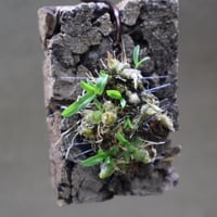 イオナンタ ヘッジホッグ T.I. 04号 | air-plants TENGU-DO