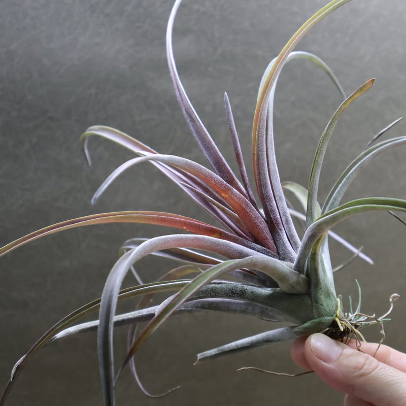 チランジア パチャラ レッドベルベット スカーレットレッドビューティー Vepita® Scarlet - Verbena - Proven Winners Europe