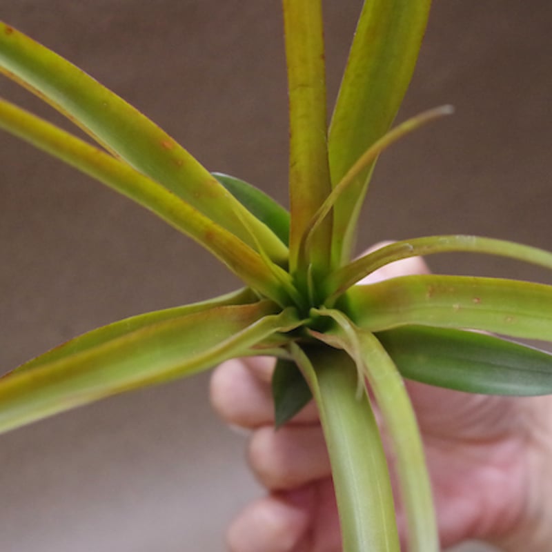 カピタータ ロハ ／ ロジャ Sサイズ 03号 | air-plants TENGU-DO