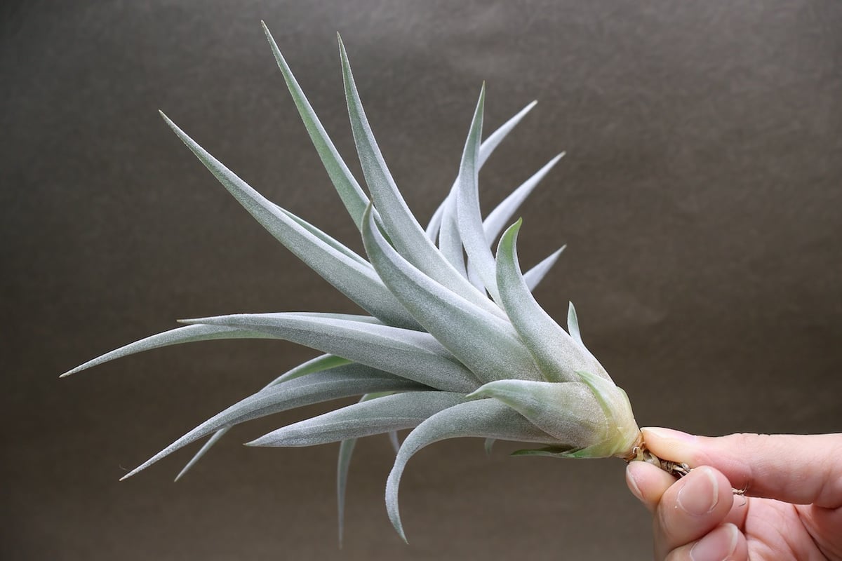 コレアレイ （ ファシクラータ × ホンジュレンシス ） 08号 | air