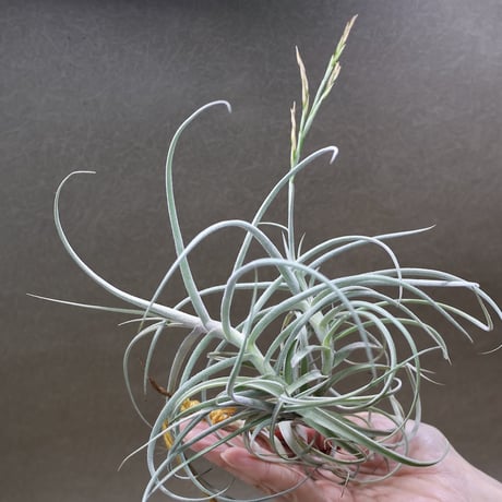 CATEGORY 品種名：U/V/W/X/Y/Z | air-plants TENGU-DO