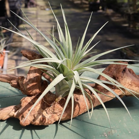 CATEGORY 品種名：E/F/G/H | air-plants TENGU-DO