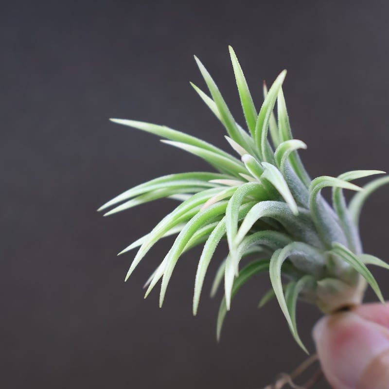 イオナンタ アルボマージナータ 42号 | air-plants TENGU-DO