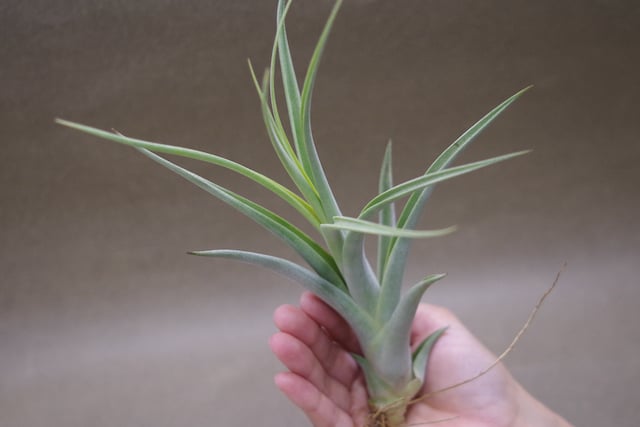チランジア　カプトメデューサ x コンコロール コンコロール x カプトメドーサエ 02号 | air-plants TENGU-DO