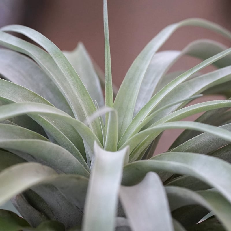 超希少❗️超特大❗️チランジア　カピタータ　シルバーローズ✨ 超希少❗️超特大❗️チランジア カピタータ シルバーローズ