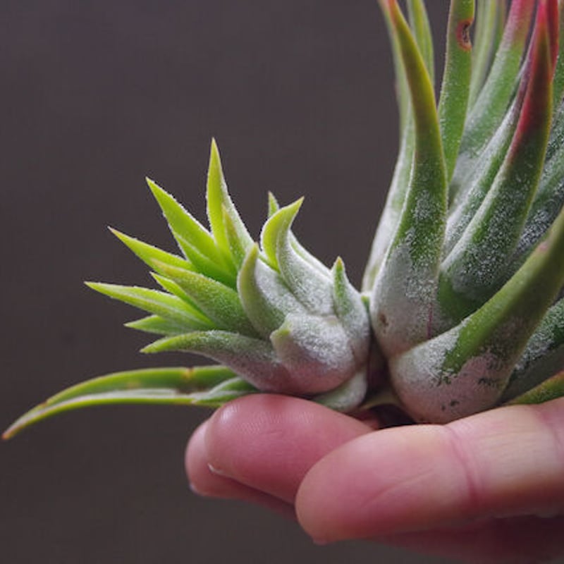 マヤントーテムポール 03号 | air-plants TENGU-DO