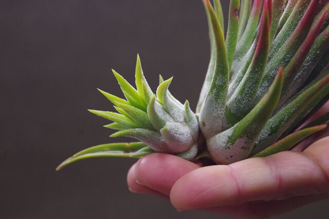 マヤントーテムポール 03号 | air-plants TENGU-DO