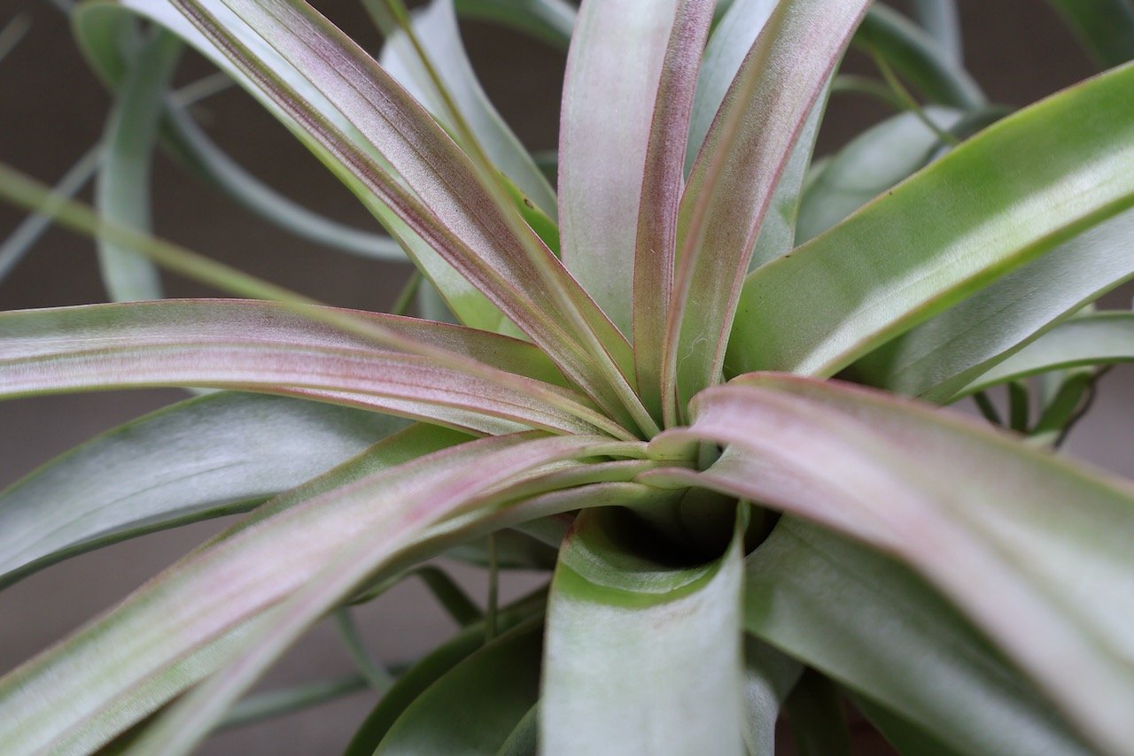 ベストインクラス （ キセログラフィカ × ロシー ）09号 | air-plants
