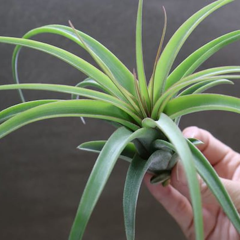 レディ ( コンコロール X ストレプトフィラ ) 06号 | air-plants レディ ( コンコロール X ストレプトフィラ ) 06号 | air-plants
