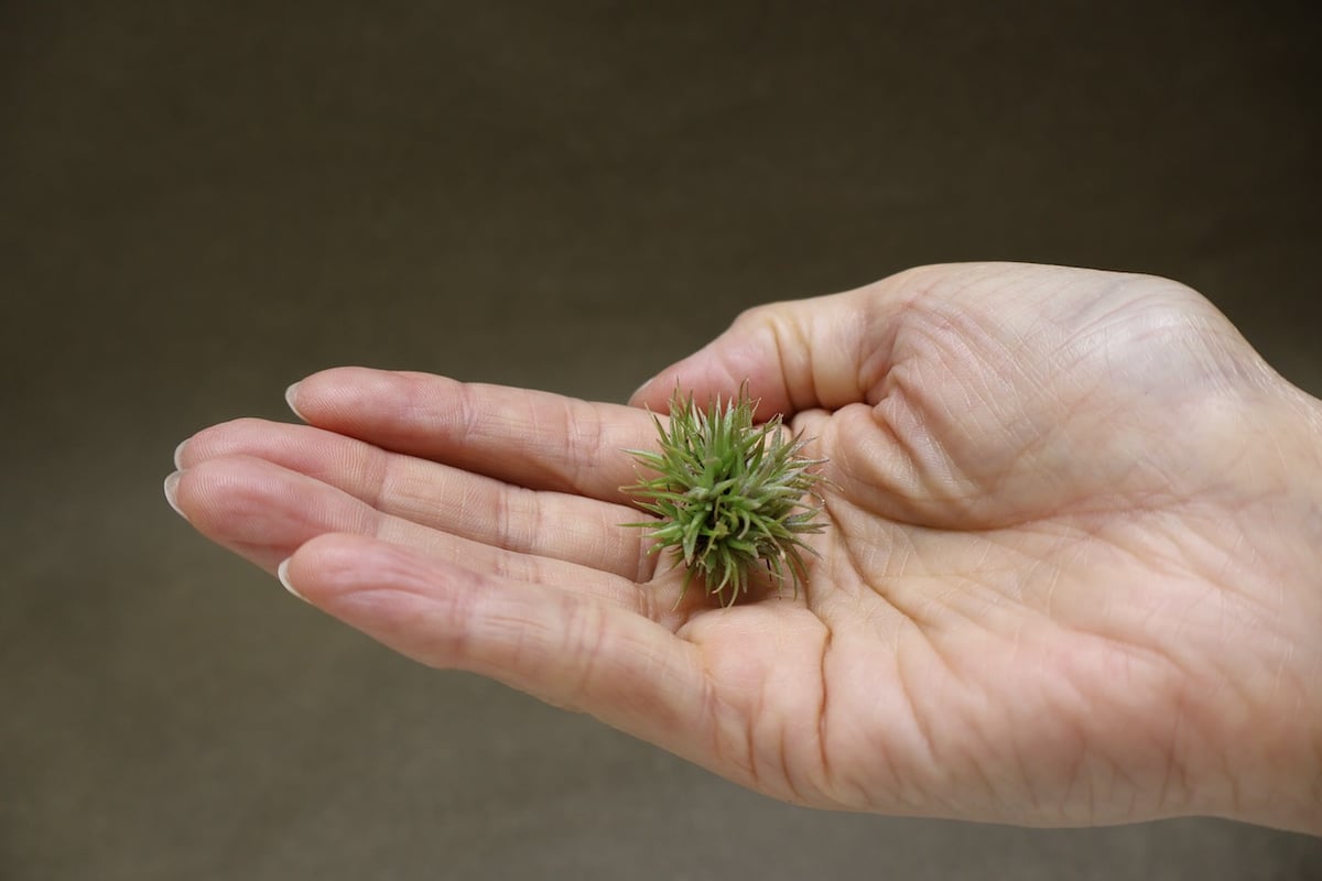 アエラントス テディベア 82号 | air-plants TENGU-DO