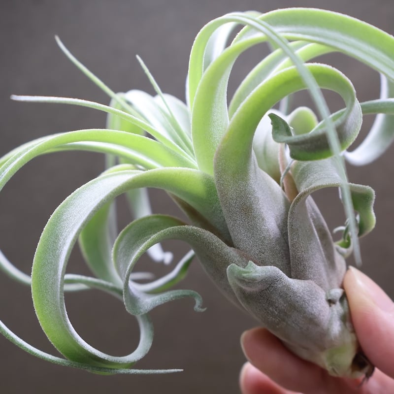 ストレプトフィラ × キセログラフィカ 10号 | air-plants TENGU-DO