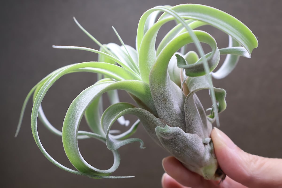 ストレプトフィラ × キセログラフィカ 10号 | air-plants TENGU-DO