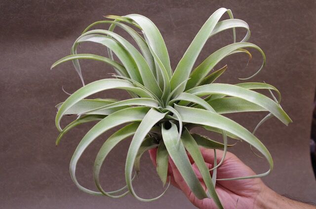 ストレプトフィラ メキシコ × リオホンドエンシス 01号 | air-plants