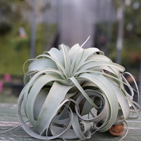 CATEGORY 品種名：U/V/W/X/Y/Z | air-plants TENGU-DO