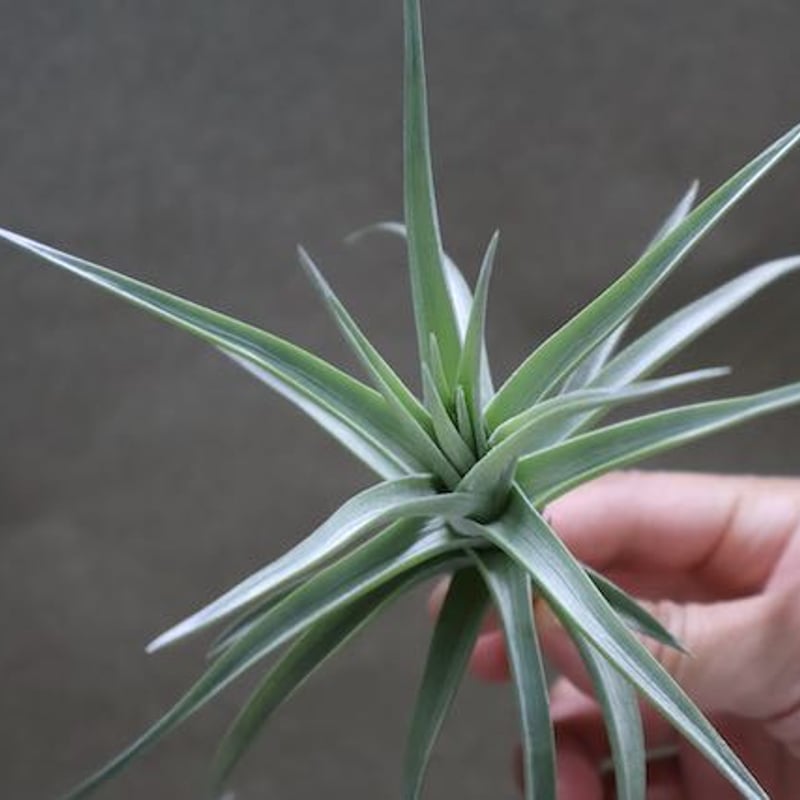 アエラントス ジャイアント 05号 | air-plants TENGU-DO