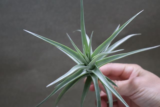 アエラントス ジャイアント 05号 | air-plants TENGU-DO