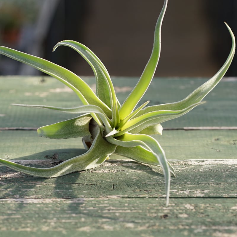 スタッフ特選】ストレプトフィラ 子株 B号 | air-plants TENGU-DO