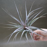 マヤントーテムポール Sサイズ06号 | air-plants TENGU-DO