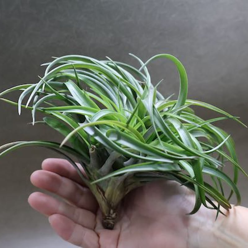 超希少❗️チランジア　ブラキカウロス　タイフーン✨ エアープランツ天狗堂の風雲児【ティランジア・ブラキカウロス