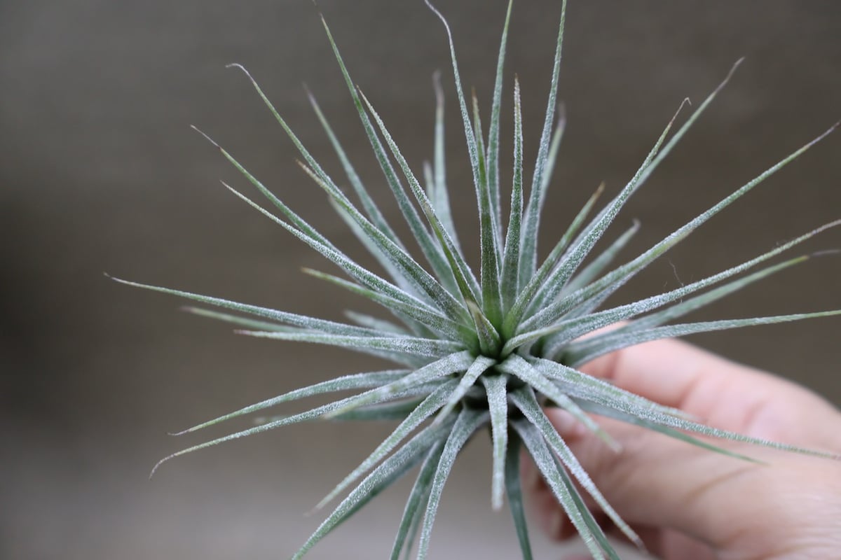 イオナンタ ゼブリナ 31号 | air-plants TENGU-DO